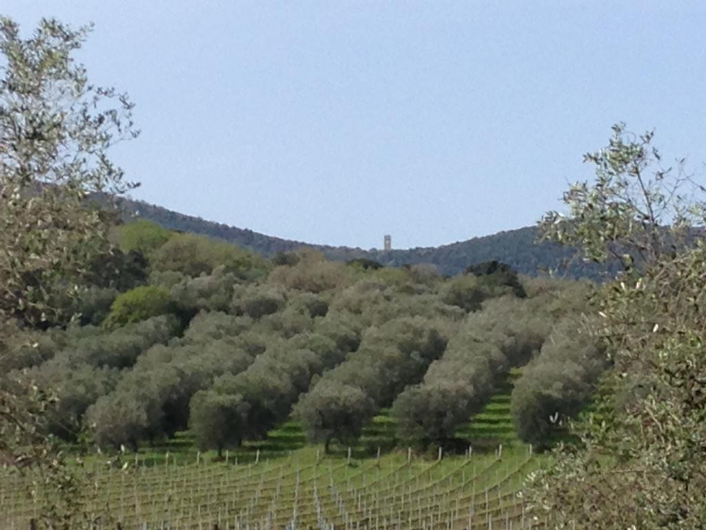 Podere Oslavia Az.Agr.Bio Giannini Alberese Extérieur photo