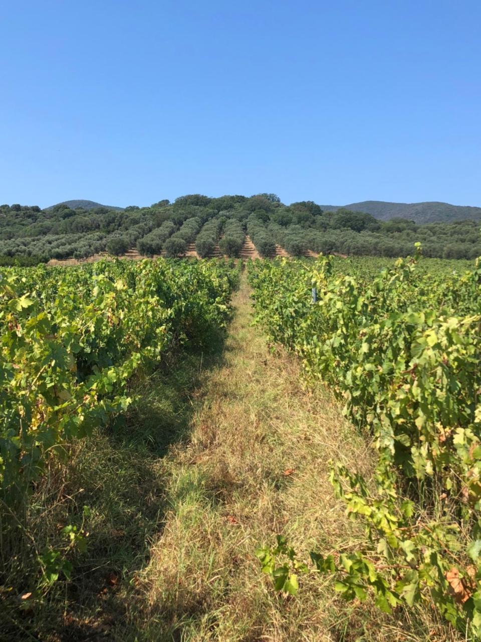 Podere Oslavia Az.Agr.Bio Giannini Alberese Extérieur photo